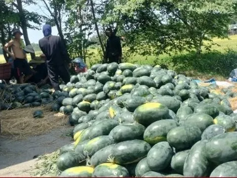 Dưa hấu mất mùa, rớt giá, nông dân Quảng Nam 'đứng ngồi không yên'
