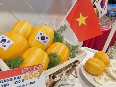 Dưa lê tí hon Hàn Quốc xách tay sắp hết thời