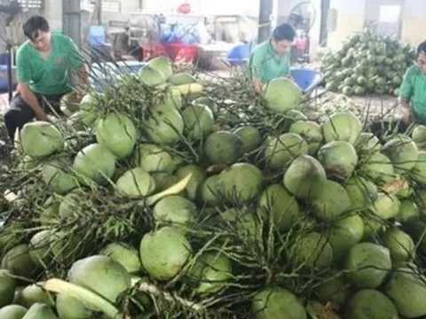 'Người Mỹ và Trung Quốc đặc biệt yêu thích dừa Việt Nam'