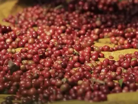 Giá cà phê chạm mức cao nhất kể từ đầu tháng 3