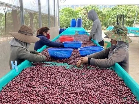 Không phải Việt Nam, nước nào là nhà cung cấp cà phê số 1 cho Thái Lan?