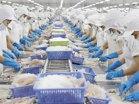 Xuất khẩu tôm tiếp tục tăng cao