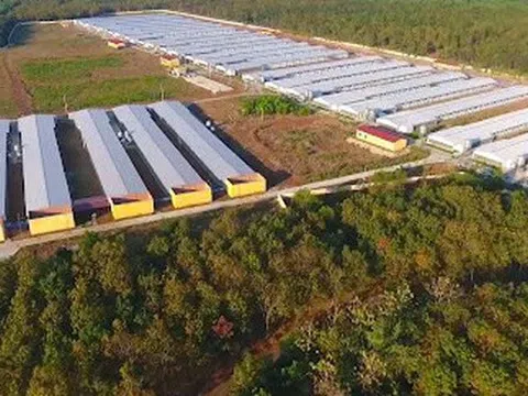 So sánh lợi nhuận quý đầu năm 2025 giữa Hoàng Anh Gia Lai và Dabaco