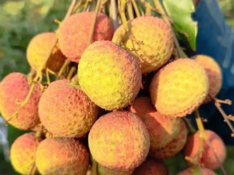 Vải Tây Nguyên đầu mùa giá cao đến khó tin