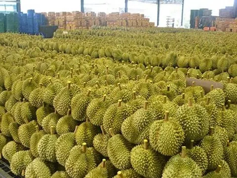 Vừa gia nhập thị trường Trung Quốc chưa được bao lâu, đối thủ sầu riêng của Thái Lan, Việt Nam bất ngờ gặp khó, năng suất thấp nhất trong 1 thập kỷ