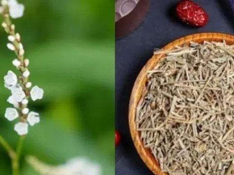 Người Việt biến lá rau dại thành "lá vàng", hái đếm tiền không xuể