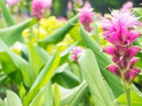 Một ‘mỏ vàng dưới lòng đất’ vừa mang về cho Việt Nam hơn 500 tỷ đồng: Chỉ dưới 10 quốc gia trên thế giới sở hữu, nước ta có hơn 50.000 ha