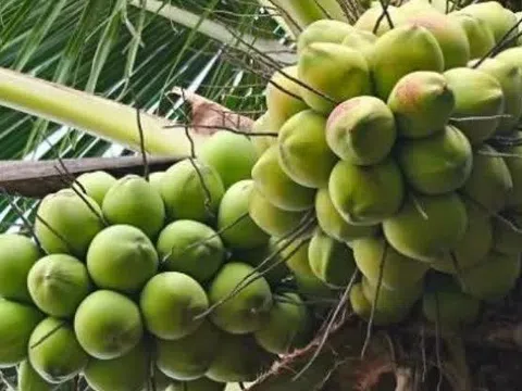 Giá dừa lập đỉnh mới