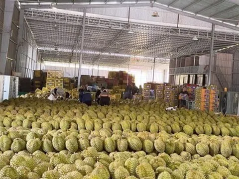 'Vua trái cây' rớt giá thảm: Đằng sau việc nhà nhà, người người trồng sầu riêng