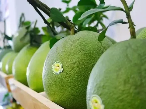 Trái bưởi tươi Việt Nam vào thị trường Australia