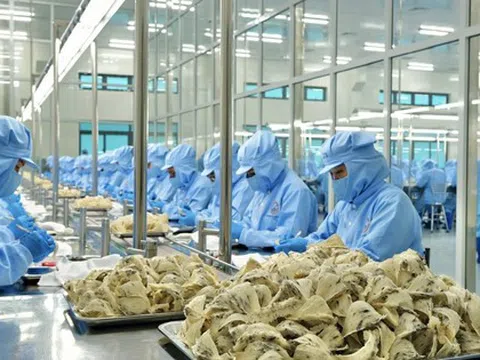 Lý do người Trung Quốc chưa biết nhiều về tổ yến Việt Nam