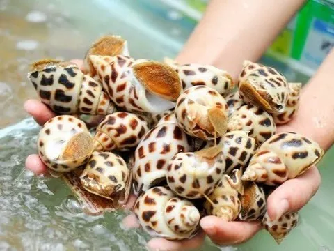 Trung Quốc bất ngờ tăng mạnh nhập khẩu ốc từ Việt Nam