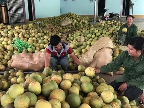 Thị trường khó tính nhất thế giới sắp mở cửa cho loại quả 'bá vương' của Việt Nam, chất lượng hàng đầu khiến Thứ trưởng Bộ Nông nghiệp Mỹ cũng phải khen