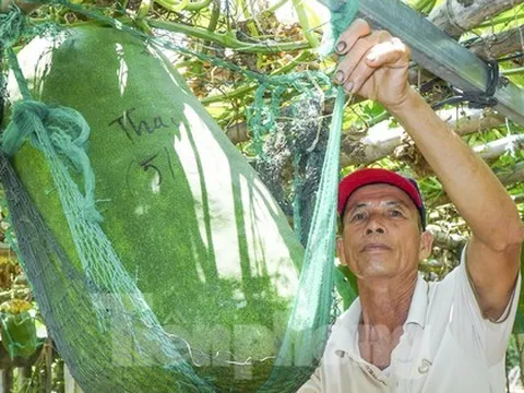 Độc lạ Bình Định: Làng trồng bí đao ‘khổng lồ’, có quả nặng hơn nửa tạ