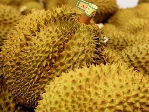 Không phải Thái Lan, một loại sầu riêng của láng giềng Việt Nam đang được săn đón: Được đại sứ Trung Quốc khen ngợi ‘ngon nhất thế giới’