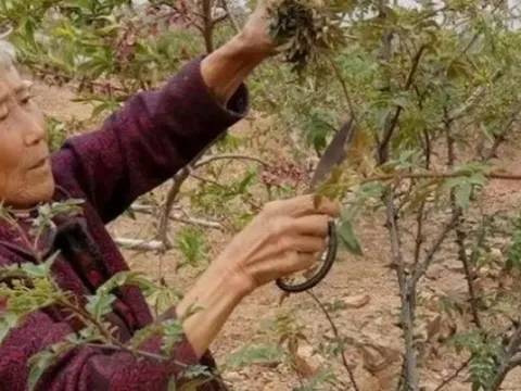 Cây xưa chỉ trồng lấy quả, nay ngắt lá đem bán cũng ra tiền