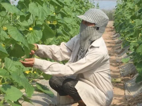 Hà Nội: Cho phép xây dựng công trình trên đất nông nghiệp để phục vụ sản xuất