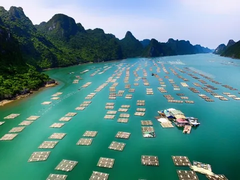 Khai mở "mỏ vàng dưới biển": Giá tăng gấp 3, ngư dân ung dung thu bạc tỷ mỗi tháng