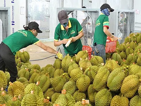Xử lý thông tin "Sầu riêng vẫn loay hoay giải quyết chất vàng O"