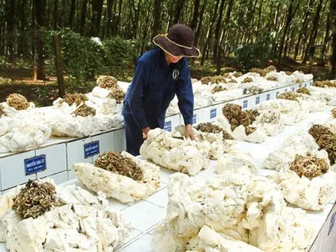 Hàng chục nghìn tấn 'vàng trắng' của Việt Nam được Malaysia đổ tiền mua: 1/3 thế giới ưa chuộng, nước ta sở hữu diện tích trồng hơn 900.000 ha