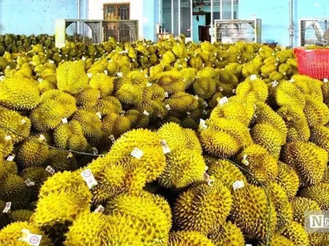 Vì sao doanh nghiệp khẳng định không nhúng thuốc vẫn phát hiện chất vàng ô trong sầu riêng?