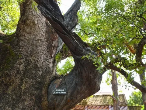 Việt Nam sở hữu cây thiêng ngàn tuổi: Được vua Lê sắc phong, tuổi thọ đứng thứ hai thế giới