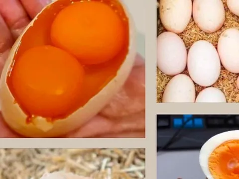 Thực hư thông tin về các loại trứng gà 2 lòng đỏ, vỏ nhiều màu sắc