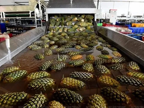 Không phải sầu riêng, loại quả của Việt Nam bất ngờ đắt hàng kỷ lục: xuất khẩu tăng hơn 100%, nông dân được mùa được giá