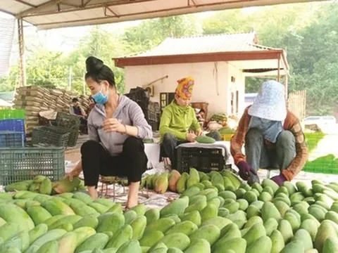 Xoài Việt Nam đang ‘làm mưa làm gió’ ở Trung Quốc