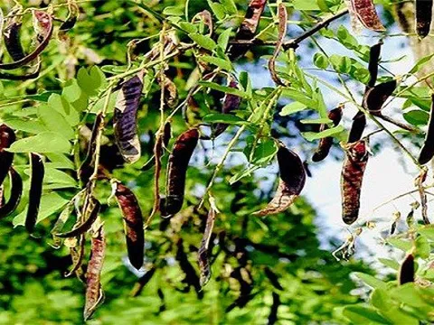Loại quả dại quen thuộc ở Việt Nam giúp dân bảo vệ rừng, kiếm tiền tỷ: Ở Trung Quốc bán giá gấp 10 lần