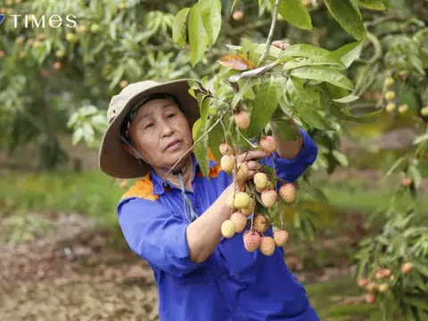 Hải Dương mở cửa vườn, xuất khẩu lô vải đầu tiên năm 2025