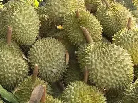 Thủ tướng yêu cầu không để tình trạng ùn tắc hàng hóa, nông sản tại cửa khẩu