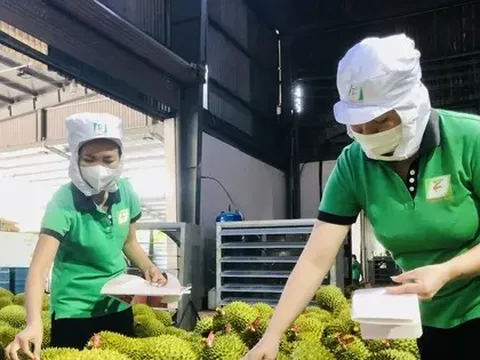 Tin giả gây hại cho thị trường sầu riêng