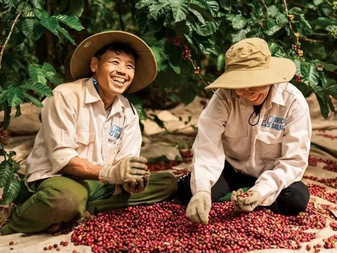 Một nông sản tỷ USD của Việt Nam được người dân nước láng giềng dùng hàng ngày, giá tăng vọt vẫn đặt mua hơn 8.000 tấn