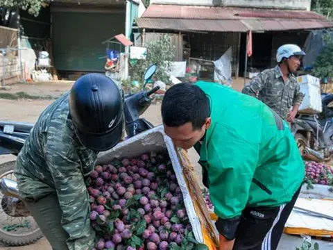 Mận vừa vào mùa đã 'vấp' cảnh rớt giá thê thảm