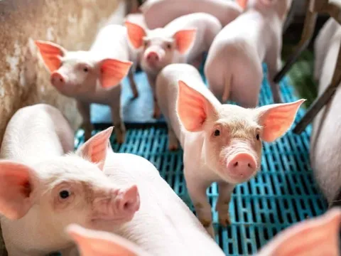 Công ty chăn nuôi Indonesia có đàn heo nái lớn thứ ba Việt Nam, bán ra 125.100 tấn thịt heo, kiếm 22.630 tỷ đồng trong năm 2024