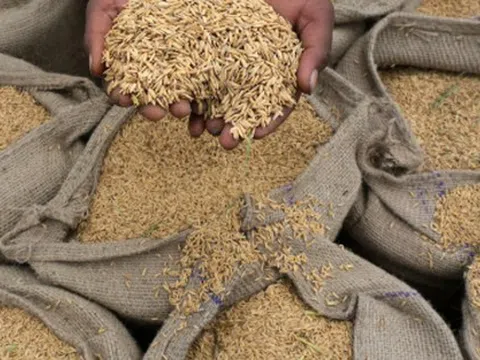 Không phải Thái Lan hay Việt Nam, Nhật Bản ‘chọn mặt gửi vàng’ mua gạo từ một vựa lúa châu Á: Nhập khẩu tăng gấp 6 lần, dự kiến chốt đơn 10.000 tấn