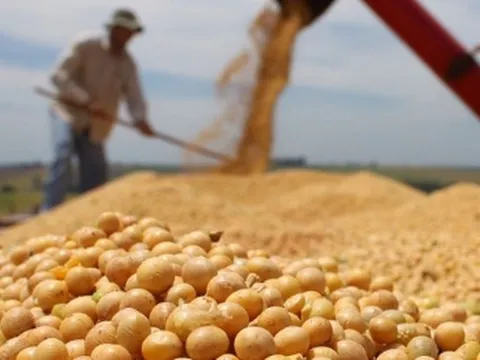 Hàng trăm nghìn tấn 'hạt vàng' từ Mỹ vừa đổ bộ Việt Nam với giá cực rẻ: Thuế nhập khẩu 0%, nước ta tiêu thụ đứng top 3 thế giới