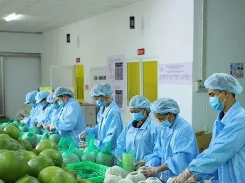 Lý do xuất khẩu rau quả sụt giảm mạnh