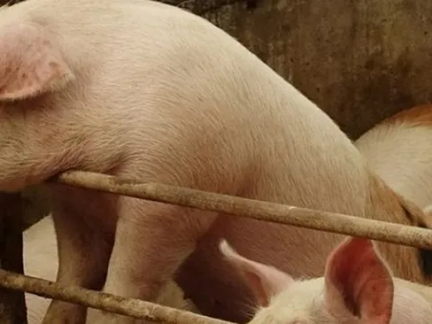 Vì sao Trung Quốc siết chặt hoạt động “vỗ béo”, muốn nuôi heo “thon gọn”?