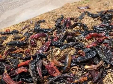 Một loại quả của Việt Nam được người Lào cực kỳ mê: Là gia vị triệu đô đắt hàng của thế giới, thu về hơn 100 tỷ đồng kể từ đầu năm