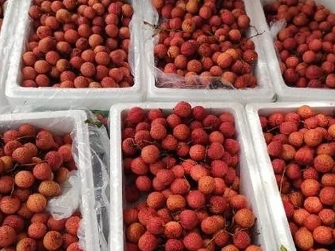 'Ruby đỏ' của Việt Nam ngon đến mức người Trung Quốc cũng phải tấm tắc khen, giá xuất khẩu tăng gấp 3 lần trong năm nay