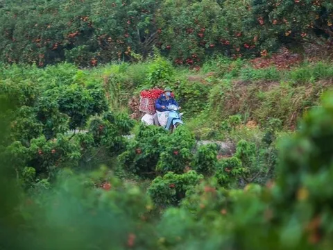 Đặc sản Việt Nam tự tin "tốt nhất từ trước đến nay": TQ gần như ôm trọn, chiếm 97% tổng hàng xuất ngoại