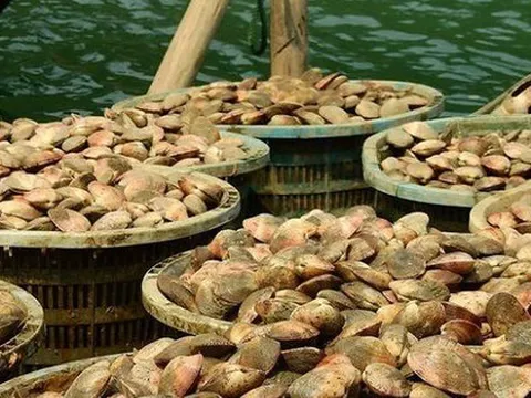 Kho báu của Việt Nam được người Trung Quốc khen "ăn cả ngày không chán": xuất khẩu tăng hơn 300%, toàn cường quốc săn lùng