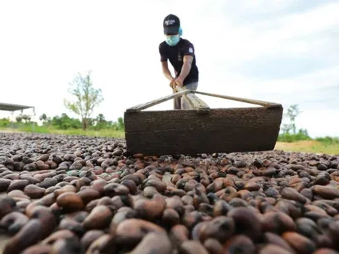 Hàng trăm nghìn tấn "hạt vàng" của Campuchia ồ ạt về Việt Nam, là mặt hàng nước ta xuất đi hơn 90 nước