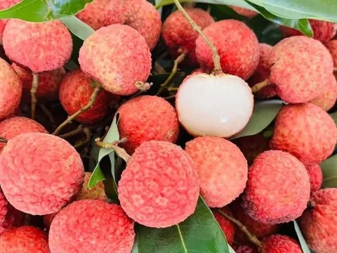 Vải thiều Việt Nam lên kệ siêu thị Đức