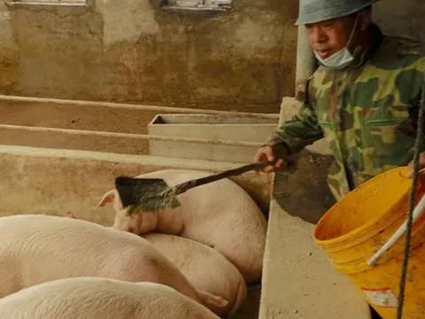 Trung Quốc ‘dằn mặt’ lên một mặt hàng của Mỹ: Sắp cắt giảm nhập khẩu hàng triệu tấn hàng, người chăn nuôi lo ngại bị ảnh hưởng