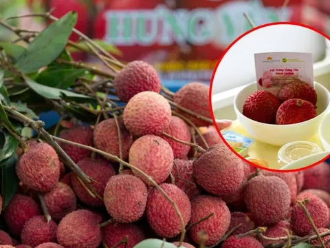 Vải trứng Hưng Yên được mang bán trên trời!