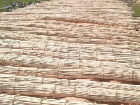 'Cây vàng cây bạc' mọc khắp Việt Nam được Mỹ đổ hàng nghìn tỷ thu mua: Trung Quốc tìm cách 'hồi sinh', nước ta nằm top thế giới