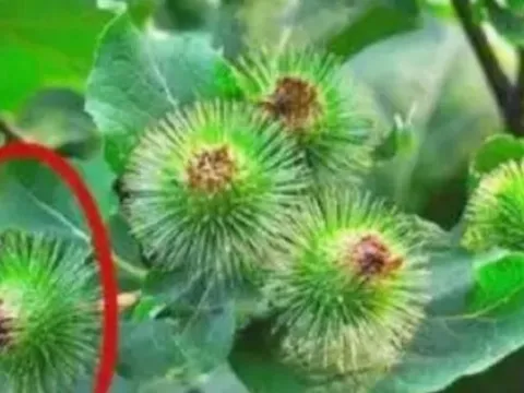 Cỏ dại người thường không ai hái, ai tinh mắt đem bán bỗng vớ được “mỏ tiền”